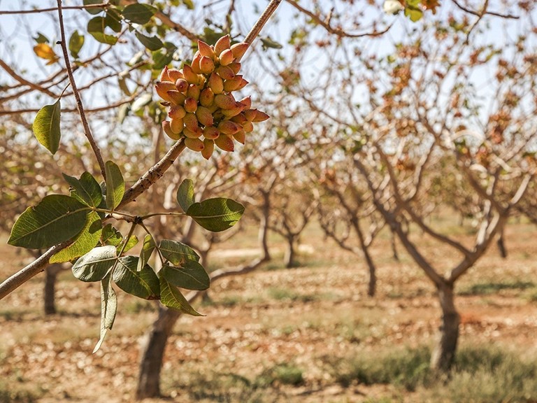 افزایش بهره وری و توسعه باغات پسته شاهرود